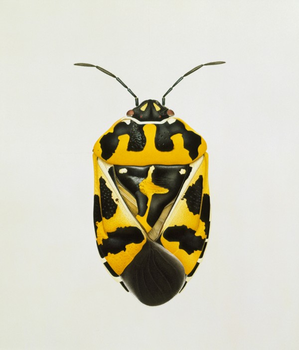 Cornelia Hesse-Honegger, _Harlequin Bug aus der Umgebung von Three Mile Island, USA_