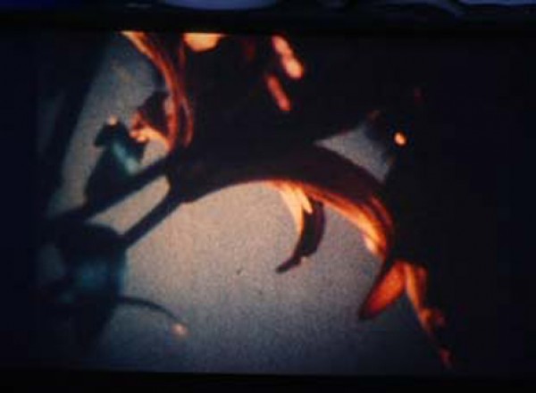 Videostill aus dem Film _Tea Leaf_ von Ruth Novaczek, 1986