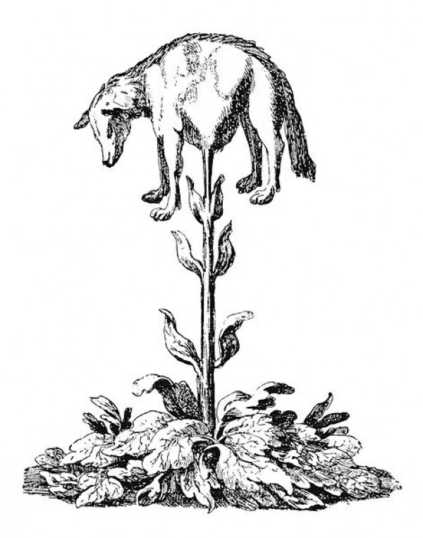 Image: Henry Lee: The Vegetable Lamb of Tartary. A Curious Fable of the Cotton Plant. London 1887.